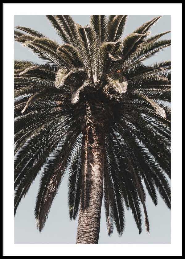 Barcelona Palmtree