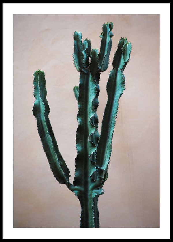 Cactus Italy